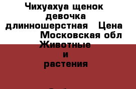 Чихуахуа щенок, девочка длинношерстная › Цена ­ 30 000 - Московская обл. Животные и растения » Собаки   